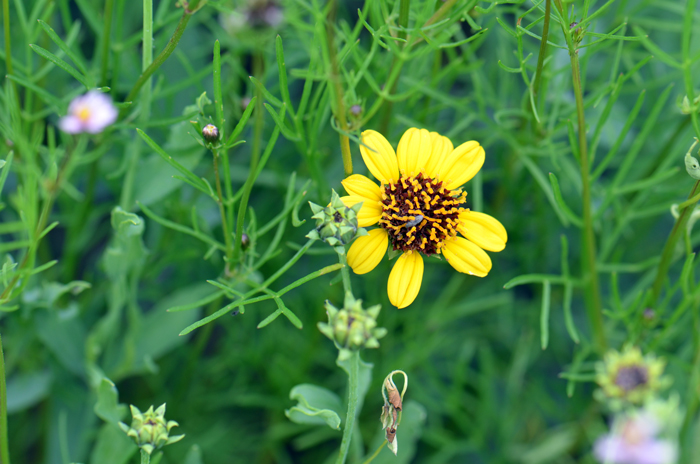 Smooth Beggartick has narrowly wedge-shaped fruits technically called “cypsela” that are often mistaken as one-seeded achenes. Flowers bloom from August to October or November. Bidens laevis